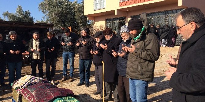 29 Torun Sahibi Asırlık Çınar Toprağa Verildi