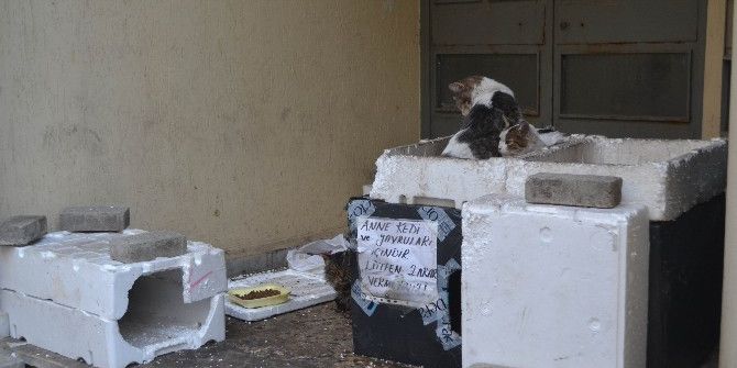 Duyarlı Vatandaşlardan Kedi Yuvası