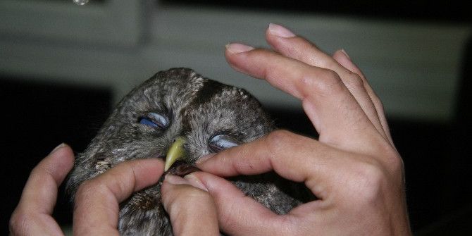 Yaralı Baykuşa Kadın Hayvanseverden Özel Bakım