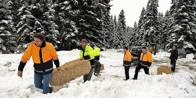 Bakanlık Yaban Hayvanları İçin Harekete Geçti
