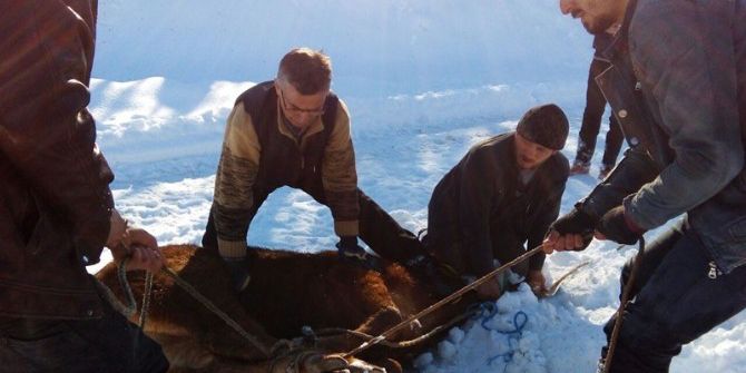 Firar Eden İthal Sığırlar, 3 Gün Sonra Uyuşturucu İğne İle Yakalandı
