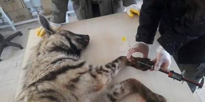 Trenin Çarptığı Çizgili Sırtlan Telef Oldu