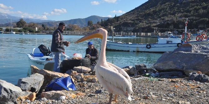 ’Pelikan Abbas’ Gazipaşa Limanının Maskotu Oldu