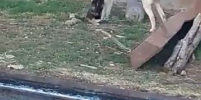 Kedi İle Köpeğin Kıskandıran Dostluğu Görenleri Şaşırtıyor