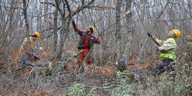 Kütahya’da ’Kestane Kanseri’ İle Mücadele