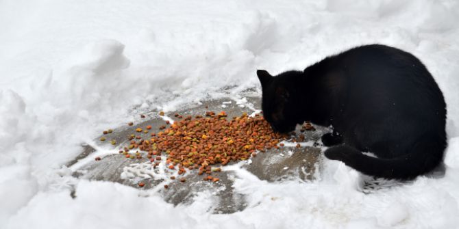 Sokak Hayvanlarına Duyarlılık Çağrısı