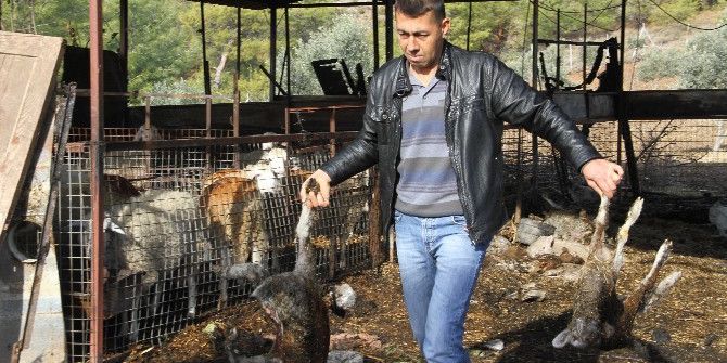 Ahırda Çıkan Yangında 20 Küçükbaş Hayvanlar Telef Oldu