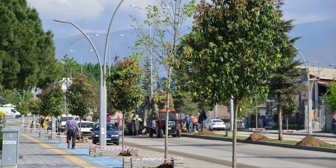 Erbaa Belediyesi 600 Ağaç Dikti