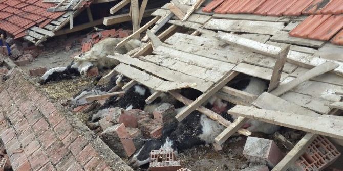 Edremit’te 7 Sığır Telef Oldu