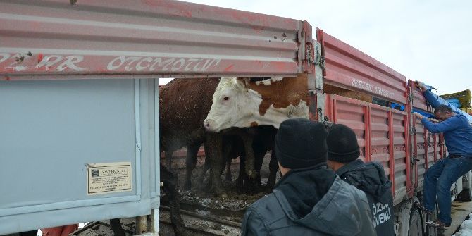 Günyüzülu Genç Çiftçiler De Muradına Erdi