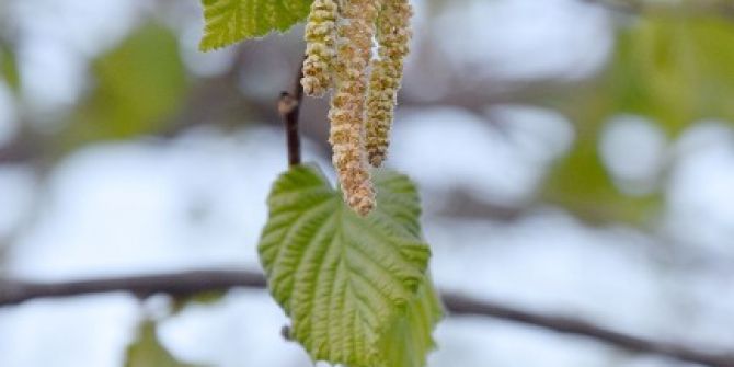 Fındıkta Püsenekler Dondu, Karanfiller Patladı