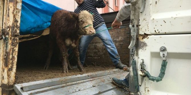 Kastamonu Cide’de Çiftçilere 18 Adet Sığır Hibe Edildi