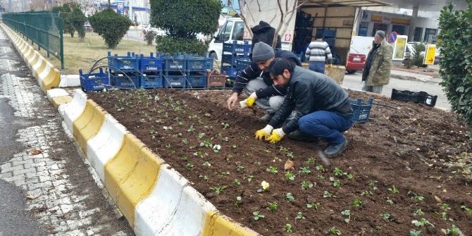 Kışlık Çiçek Dikimleri Devam Ediyor