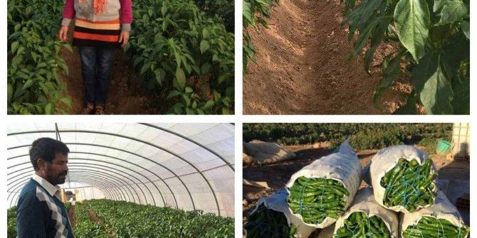 Tika’dan Tunus’ta Tarımsal Kalkınmaya Destek