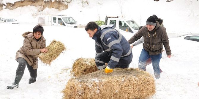 Karda Yaban Hayvanlarına Yiyecek Bırakıldı