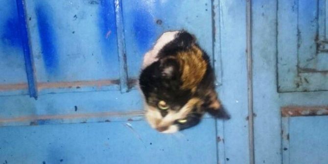 İtfaiyeden Kedi Kurtarma Operasyonu