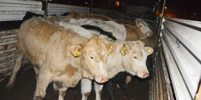 Genç Çiftçilere 102 Büyükbaş Hayvan Teslim Edildi