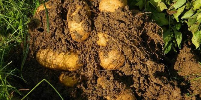 Patates Üreticisini Sevindirdi