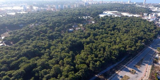 Muratpaşa Belediyesi’nden Obruk Ormanı İmar Planı Çalışması