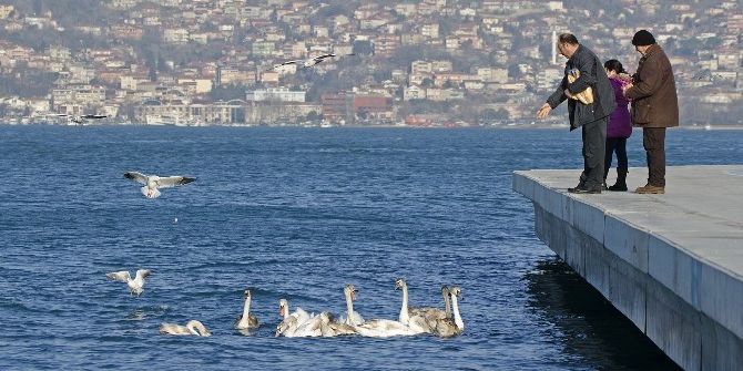 İstanbul Boğazı’nın Yeni Misafirleri Kuğular Oldu.
