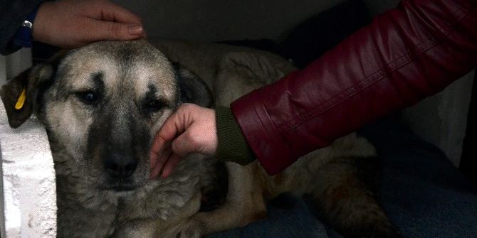 O Köpek Artık Sahipsiz Değil