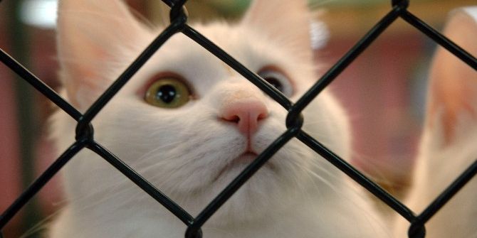 Van Kedilerinin Kırmızı Alarm Düzeyinde Nesli Tehlikesi Yok