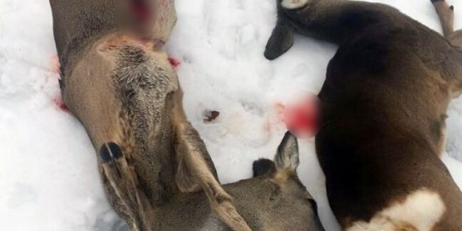 2 Yavru Karaca Avcılar Tarafından Katledildi