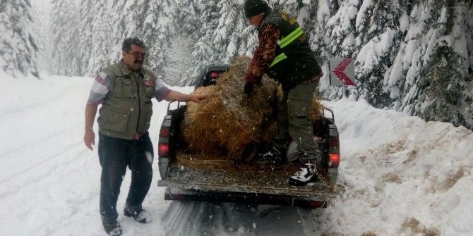 Kastamonu’da Yaban Hayvanları Yemleniyor