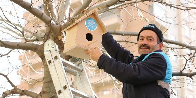 Kuşlara Soğuk Havada Sıcak Yuva