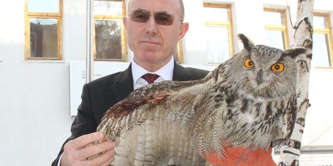 Yaralı Puhu Kuşu Tedavi Altına Alındı