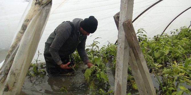 Mersinli Çiftçilerin Seralarda Tekne Ve Kayıkla İmtihanı