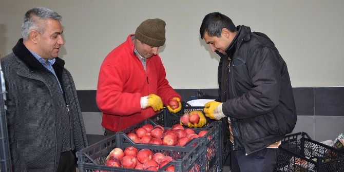 Rusya’ya Elma İhracatı Başladı