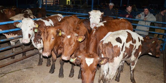 Milas’ta Genç Çiftçilere Büyükbaş Hayvan Desteği