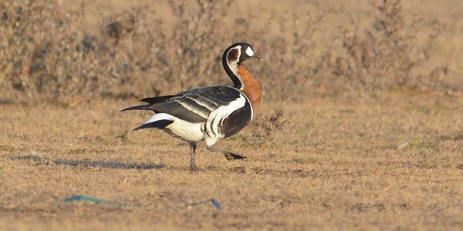 Sibirya Kazı Vuran Avcılara Ceza
