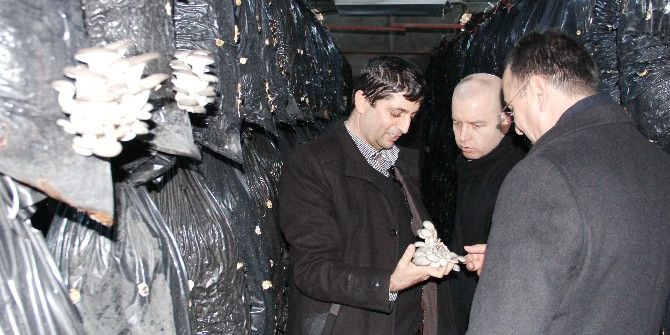 Ekonomik Yatırım Tesislerinde İnceleme