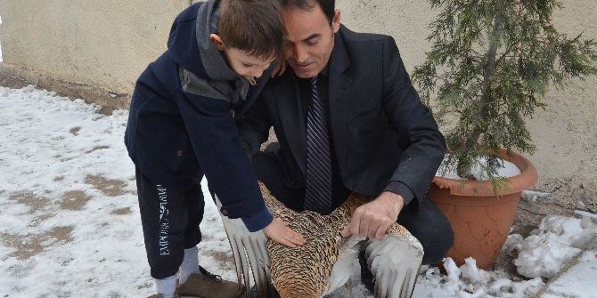Nesli Tehlike Altındaki Kuş Yaralı Olarak Bulundu