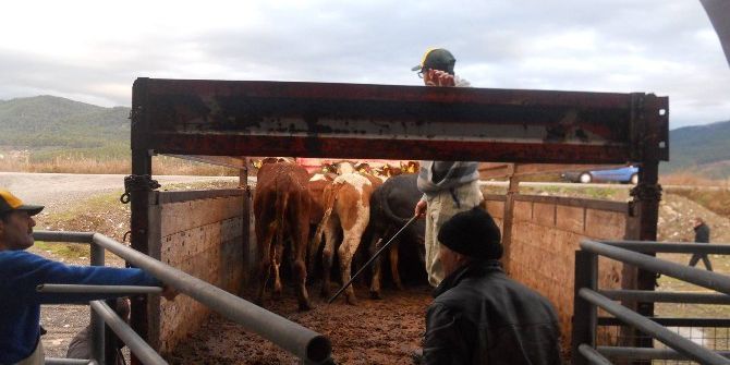 Dalaman Ve Köyceğiz’de Genç Çiftçiler Düveleri İle Buluştu