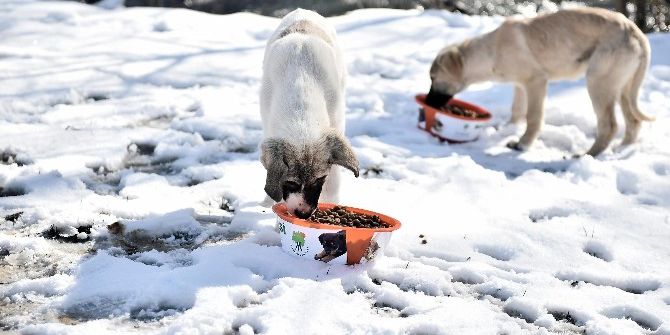 Şefkat Eli Sokak Hayvanlarına Da Uzanıyor