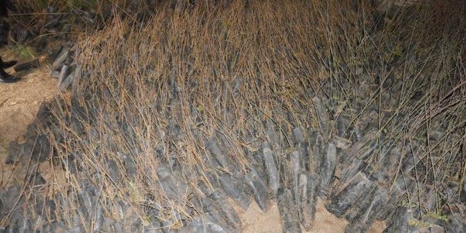 Viranşehir İlçe Tarım’dan Ücretsiz Fidan Dağıtımı