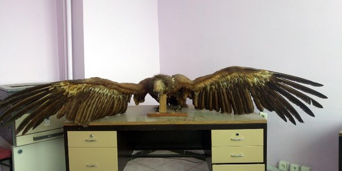 Tunceli’de Bulunan Kara Akbaba Tedavi Altına Alındı