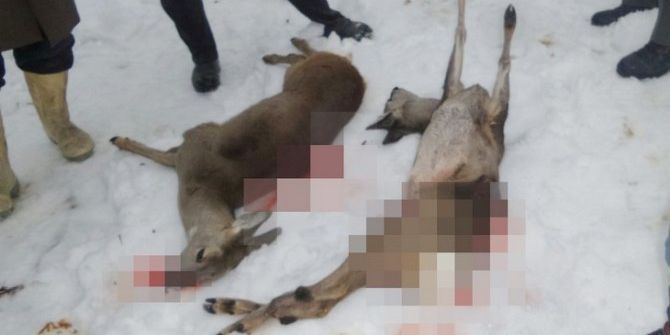 Karaca Vuran Kaçak Avcılara Suç Duyurusu