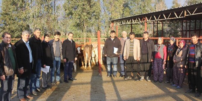 Genç Çiftçilere Büyükbaş Hayvan Dağıtıldı