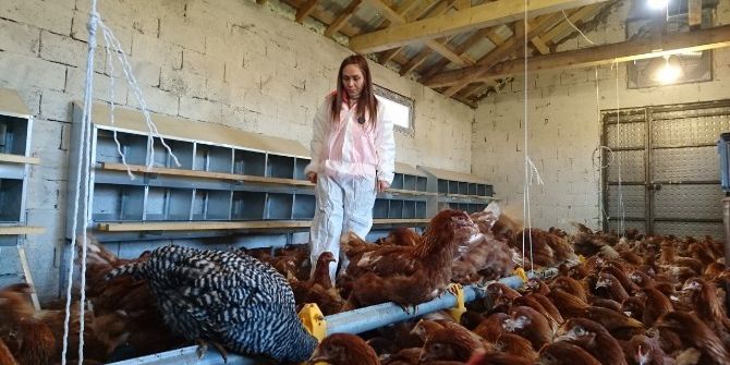 Eynesil’de Hibe Desteğiyle Tavuk Çiftliği Kurdu