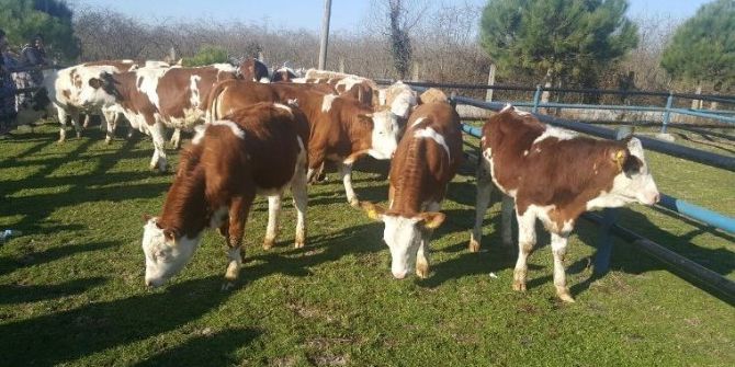 Samsun’da 239 Genç Çiftçi Hibe Aldı