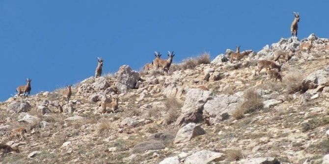 Niğde’de Yaban Keçisi Sayısı Arttı