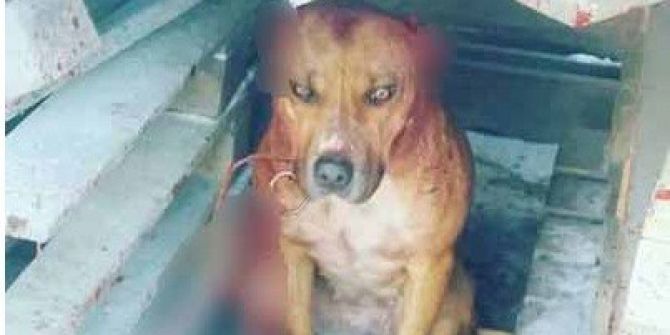 Köpeğe Eziyete 2 Bin 121 Tl Para Cezası