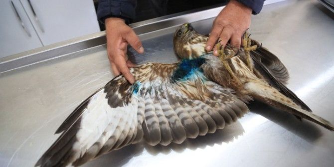 Milas’ta Ender Görülen Şahin Türü Koruma Altına Alındı