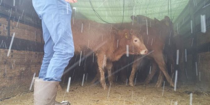 Pınarbaşı’nda Çiftçilere 24 Sığır Hibe Edildi