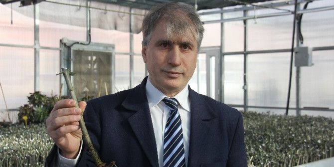 Artvin Ekonomisi Butko Zeytini İle Yeniden Canlanacak