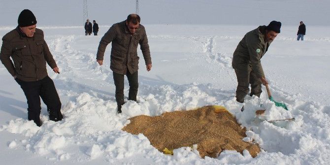 Muş’ta Yaban Hayvanları İçin Doğaya Yem Bırakıldı